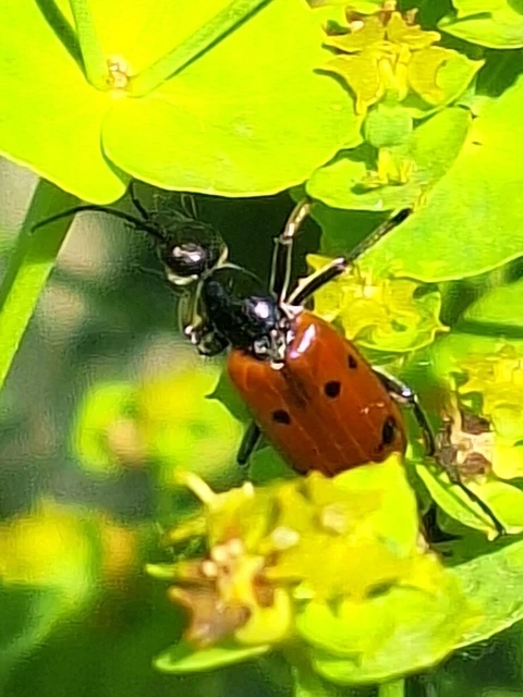 Stenodera caucasica