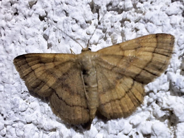 Scopula rubiginata - réti pirosaraszoló