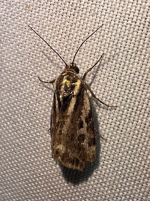 Emmelia trabealis - zebrabagoly