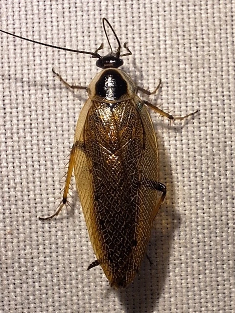 Blattodea - Csótányok Blattodea - Csótányok