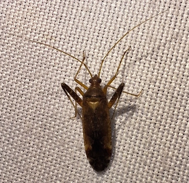 Phytocoris