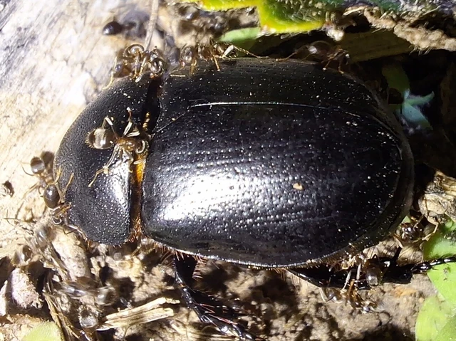 Pentodon idiota - butabogár
