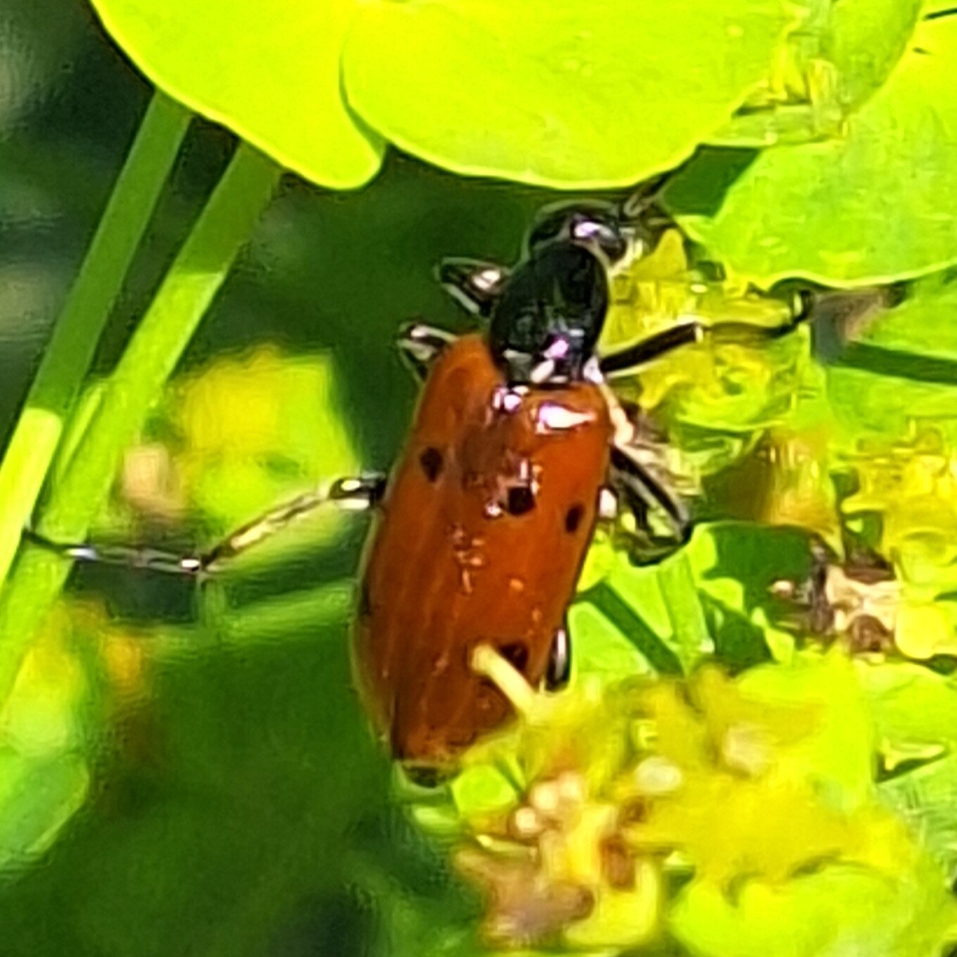 Stenodera caucasica