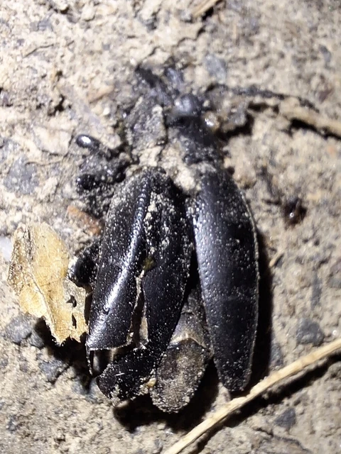 Dorcadion aethiops - fekete gyalogcincér Dorcadion aethiops - fekete gyalogcincér