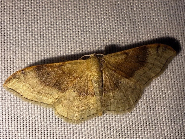 Idaea degeneraria - barnasávos araszoló
