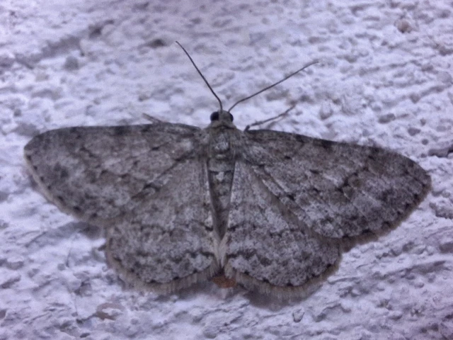 Ectropis crepuscularia - avararaszoló