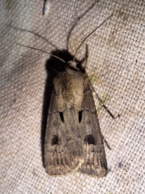 Agrotis exclamationis - felkiáltójeles földibagoly