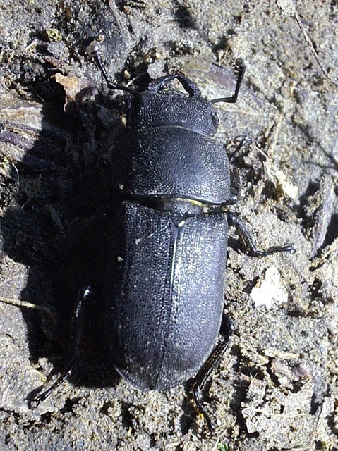Dorcus parallelipipedus - kis szarvasbogár Dorcus parallelipipedus - kis szarvasbogár