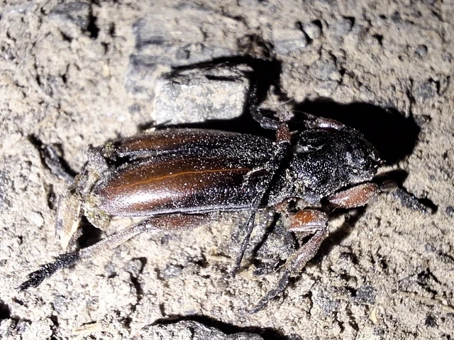 Dorcadion fulvum - barna gyalogcincér
