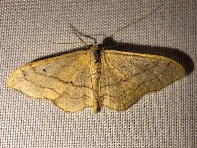 Idaea aversata - nagy sávosaraszoló
