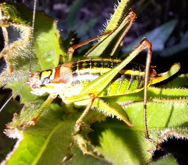 Orthoptera - Egyenesszárnyúak