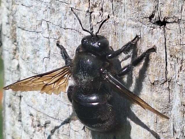 Xylocopa violacea - kék fadongó