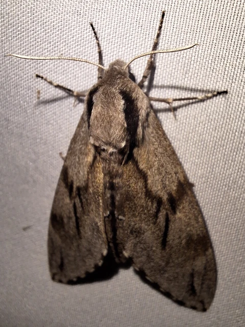 Hyloicus pinastri - fenyőszender