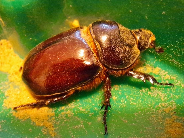 Oryctes nasicornis - orrszarvú bogár