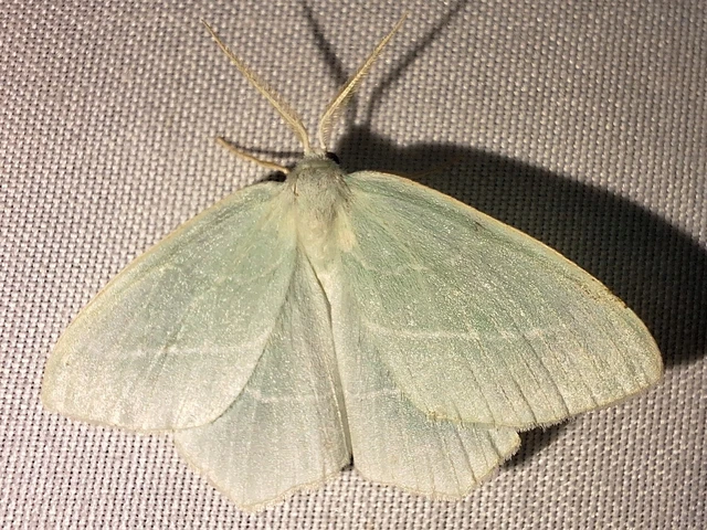 Hemistola chrysoprasaria - kékes zöldaraszoló
