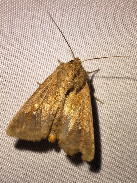 Mythimna albipuncta - fehérpettyes rétibagoly
