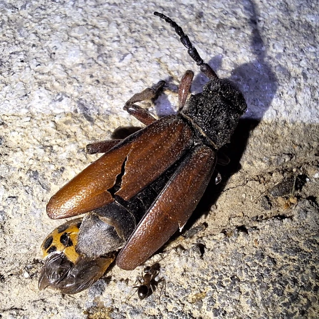 Dorcadion fulvum - barna gyalogcincér