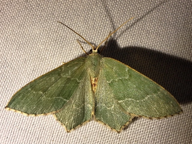 Hemithea aestivaria - nyír-zöldaraszoló