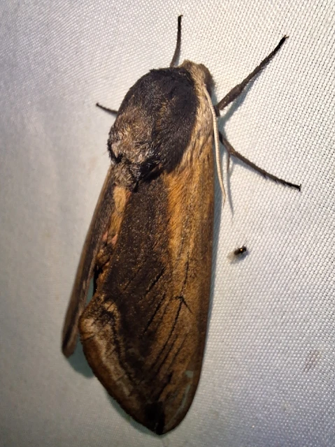 Sphinx ligustri - fagyalszender