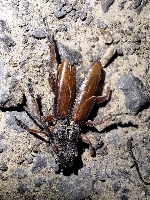 Dorcadion fulvum - barna gyalogcincér