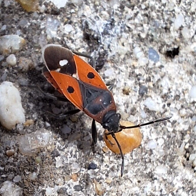 Melanocoryphus albomaculatus - nagy fehérfoltos-bodobács