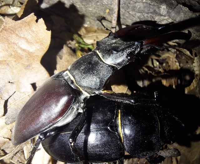 Lucanus cervus - nagy szarvasbogár