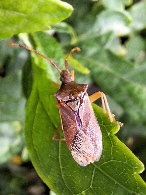 Gonocerus acuteangulatus - aranypetés karimáspoloska