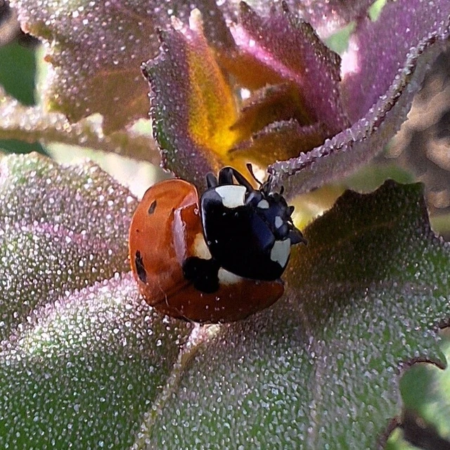 Coccinella septempunctata - hétpettyes katica