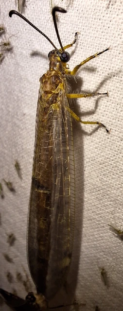 Distoleon tetragrammicus - négyfoltos hangyaleső