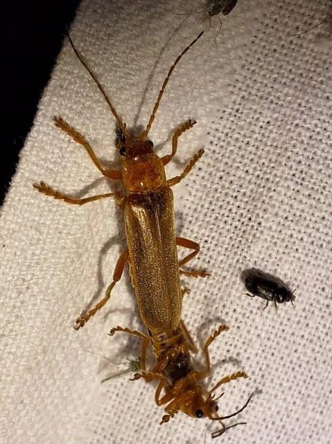 Cantharis rufa - rőt lágybogár Cantharis rufa - rőt lágybogár