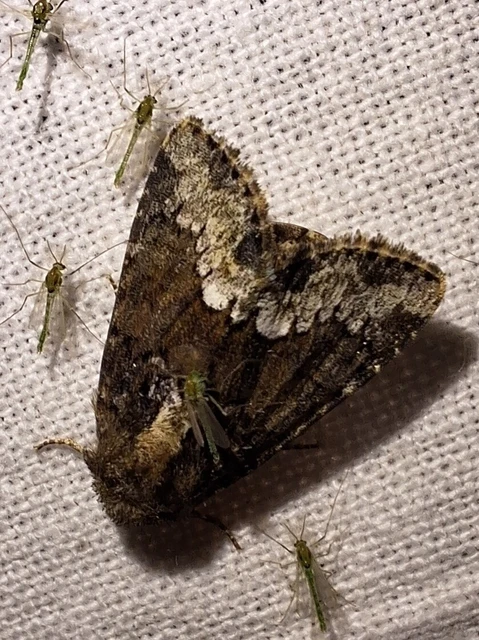 Oligia strigilis - kormos dudvabagoly