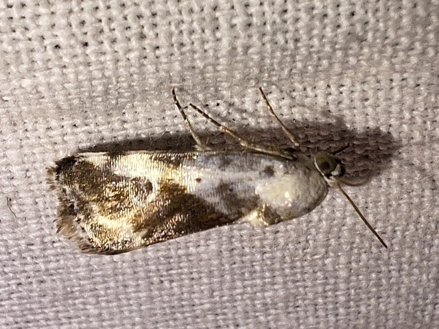 Ponometia candefacta - parlagfűbagoly