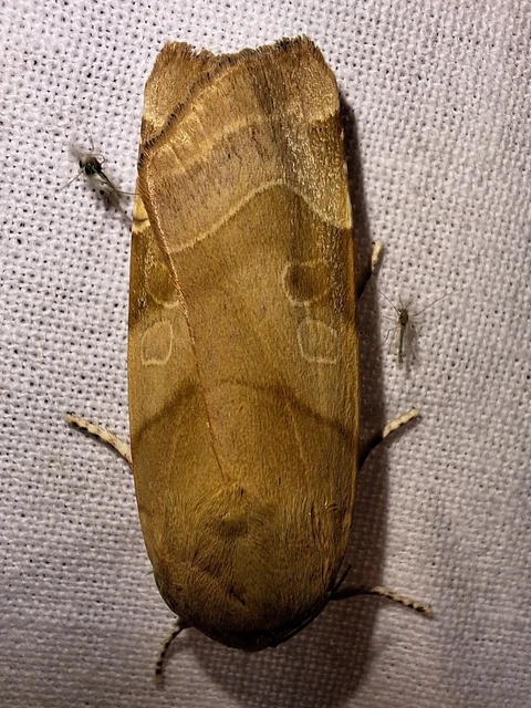 Noctua fimbriata - szélessávú sárgafűbagoly