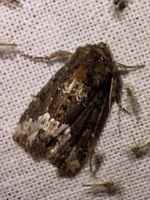 Oligia strigilis - kormos dudvabagoly