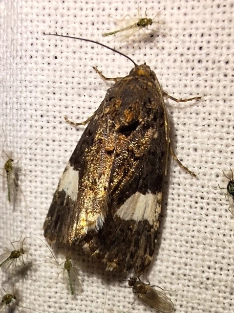 Tyta luctuosa - fekete nappalibagoly