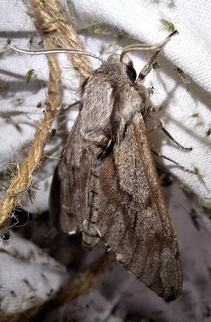 Hyloicus pinastri - fenyőszender