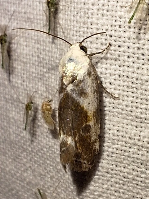Ponometia candefacta - parlagfűbagoly