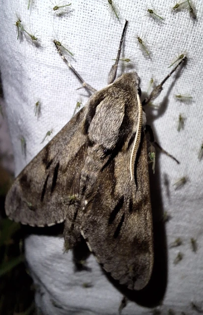 Hyloicus pinastri - fenyőszender