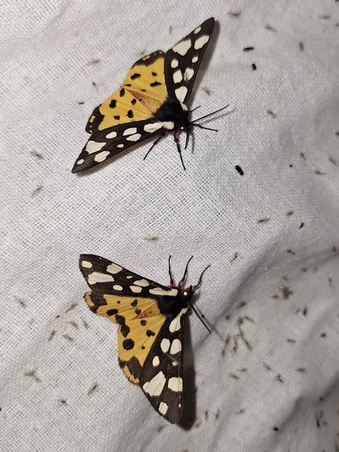 Arctia villica - fekete medvelepke