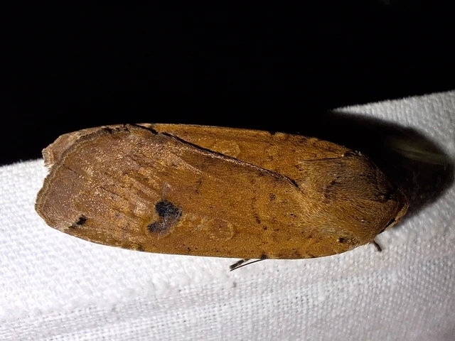 Noctua pronuba - nagy sárgafűbagoly