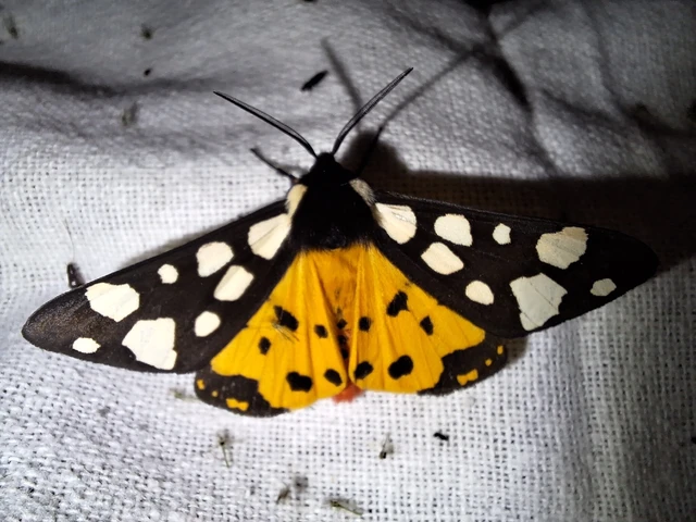 Arctia villica - fekete medvelepke