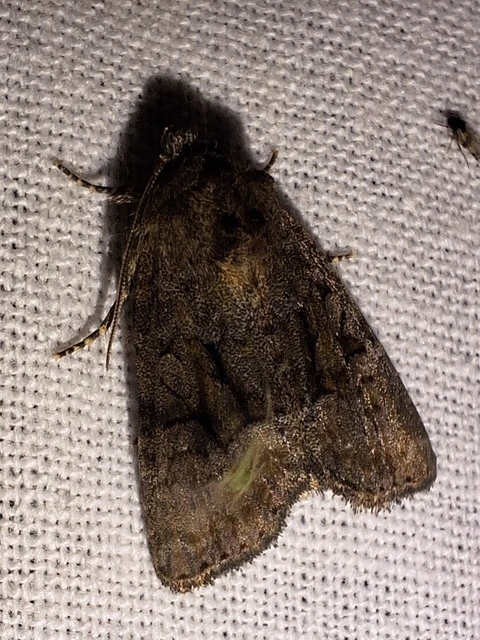Oligia strigilis/latruncula/versicolor