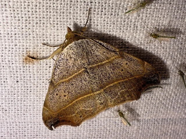 Laspeyria flexula - zuzmóbagoly