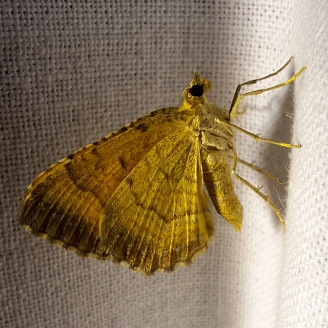 Camptogramma bilineata - kétvonalas sávosaraszoló