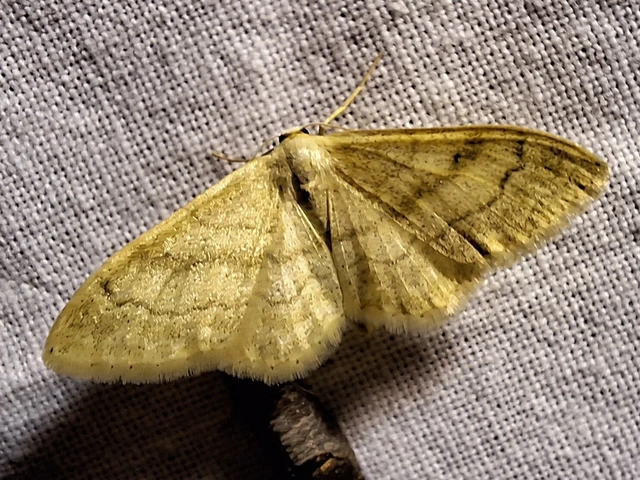 Idaea deversaria - egyszínű sávosaraszoló