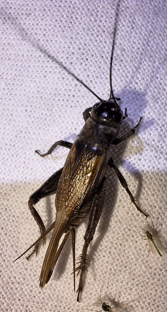 Orthoptera - Egyenesszárnyúak