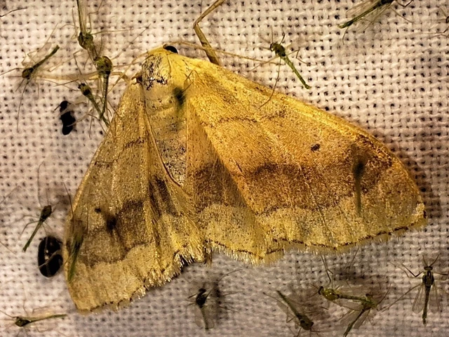 Idaea aversata - nagy sávosaraszoló