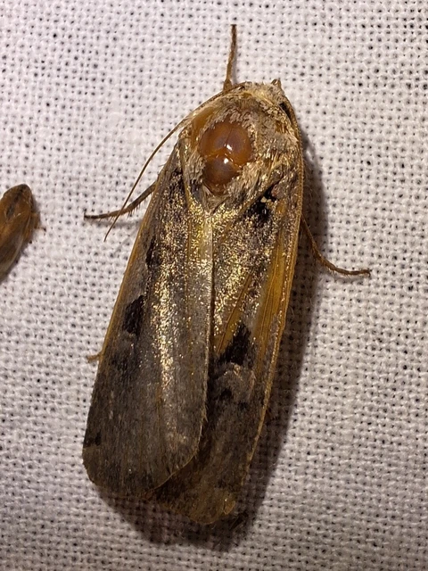 Xestia c-nigrum - c-betűs fűbagoly