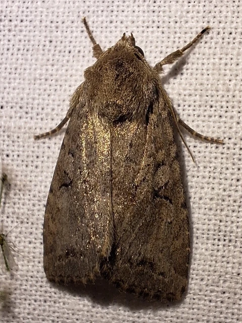 Apterogenum ypsillon - ipszilon-erdeibagoly