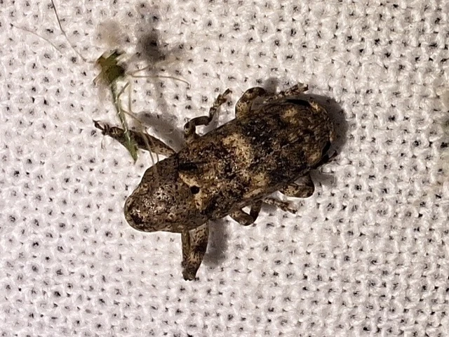 Gasterocercus depressirostris - laposorrú ormányos